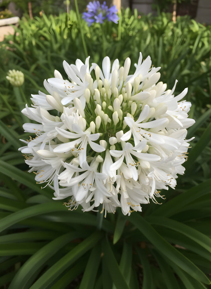 Agapanthus Orientalis &