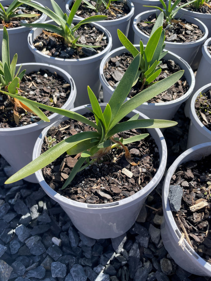 Agapanthus Orientalis 'Snowball'