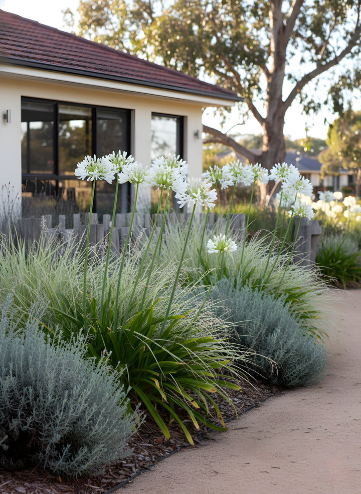 Agapanthus Orientalis &