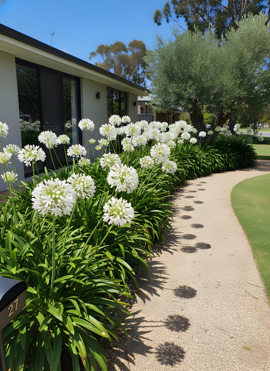 Agapanthus Orientalis 'Perpetual Peace' 140mm Pot for sale Adelaide Plant Co