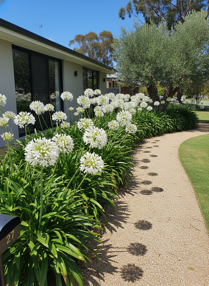 Agapanthus Orientalis &