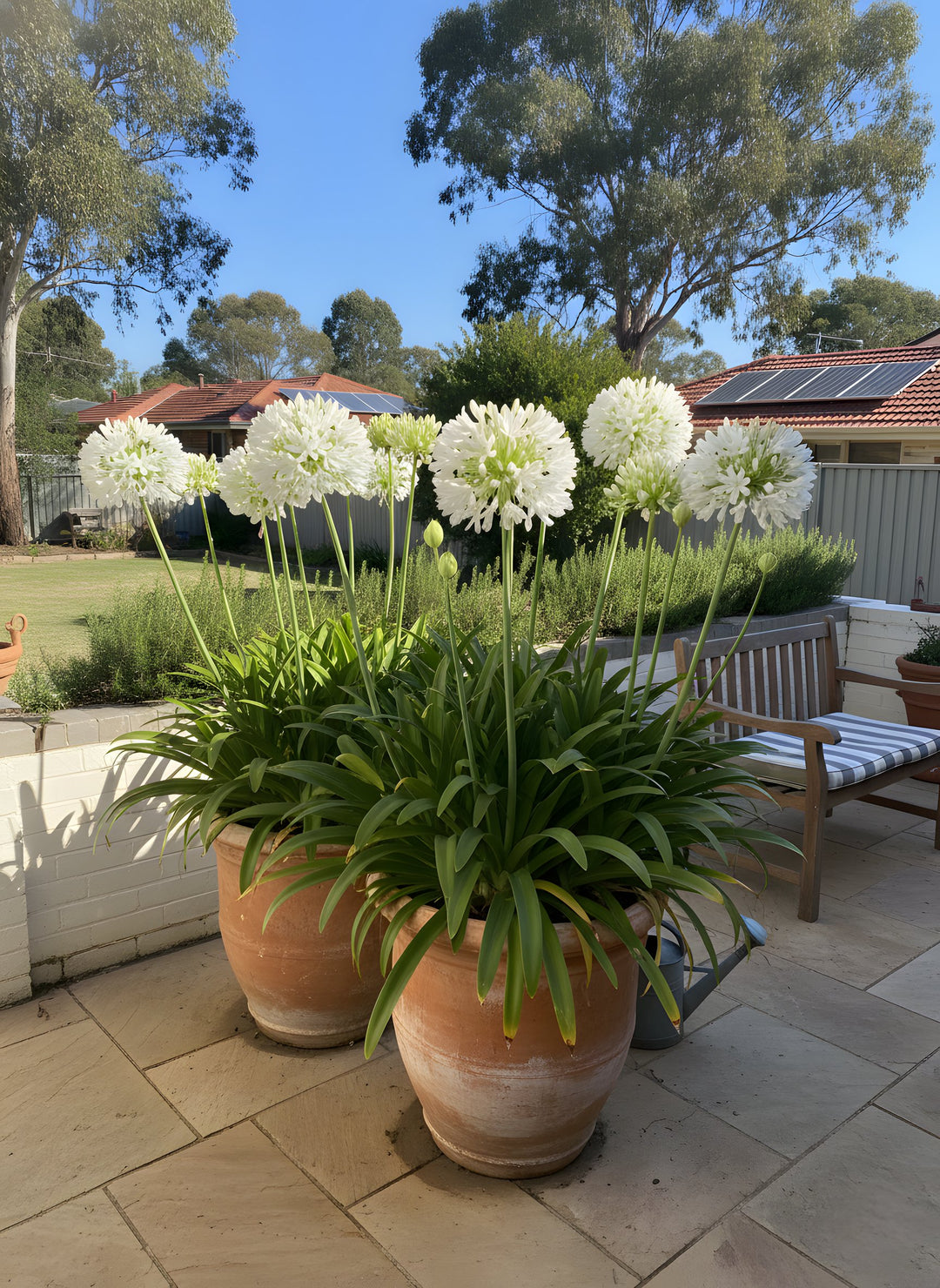 Agapanthus Orientalis &