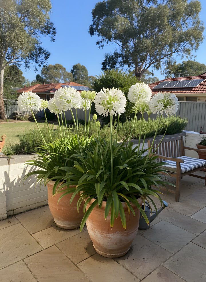 Agapanthus Orientalis &