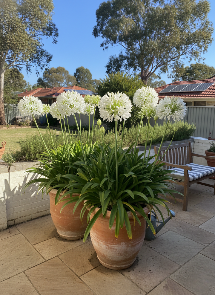 Agapanthus Orientalis &