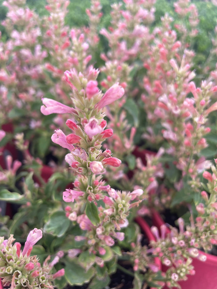 Agastache cana 'Pink Pearl'