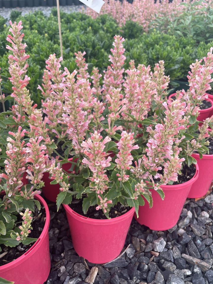 Agastache cana 'Pink Pearl'