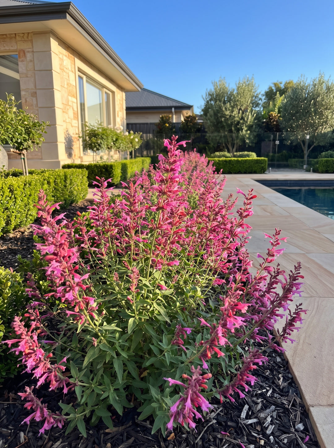 Agastache mexicana 'Forever Summer Berry' with magenta flower spikes in a designer Adelaide garden bed | Adelaide Plant Co