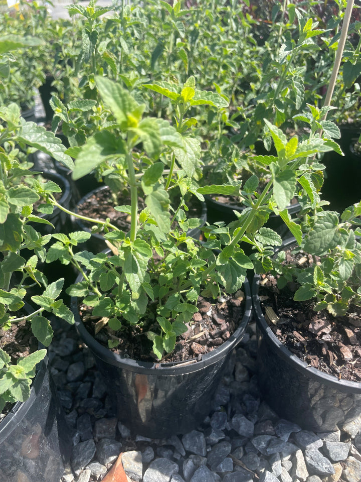 Agastache mexicana 'Forever Summer Berry'
