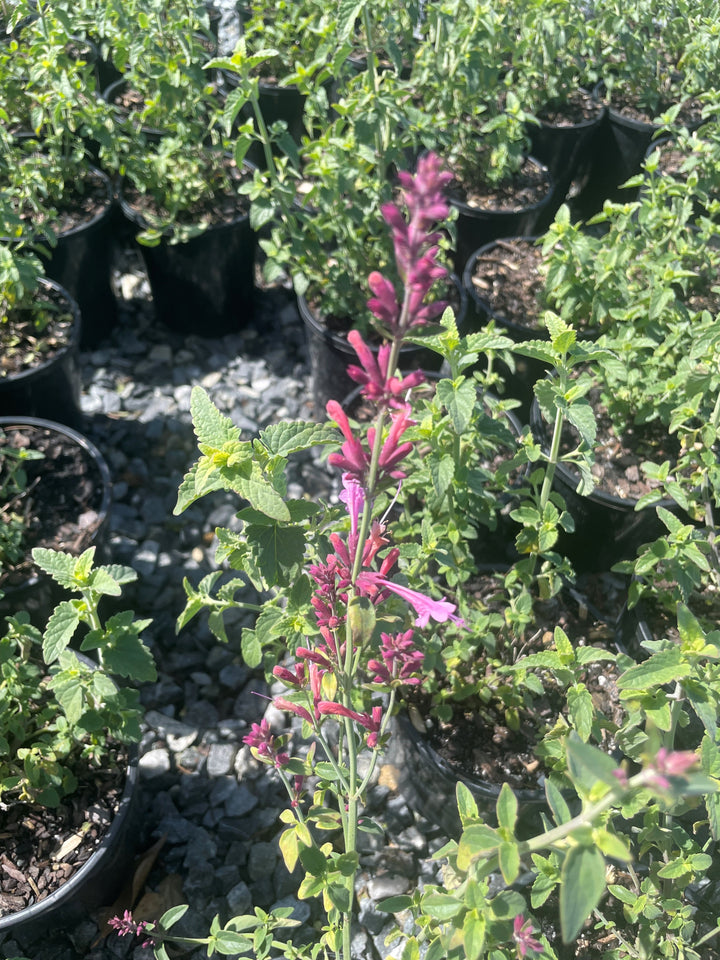 Agastache mexicana 'Forever Summer Berry'