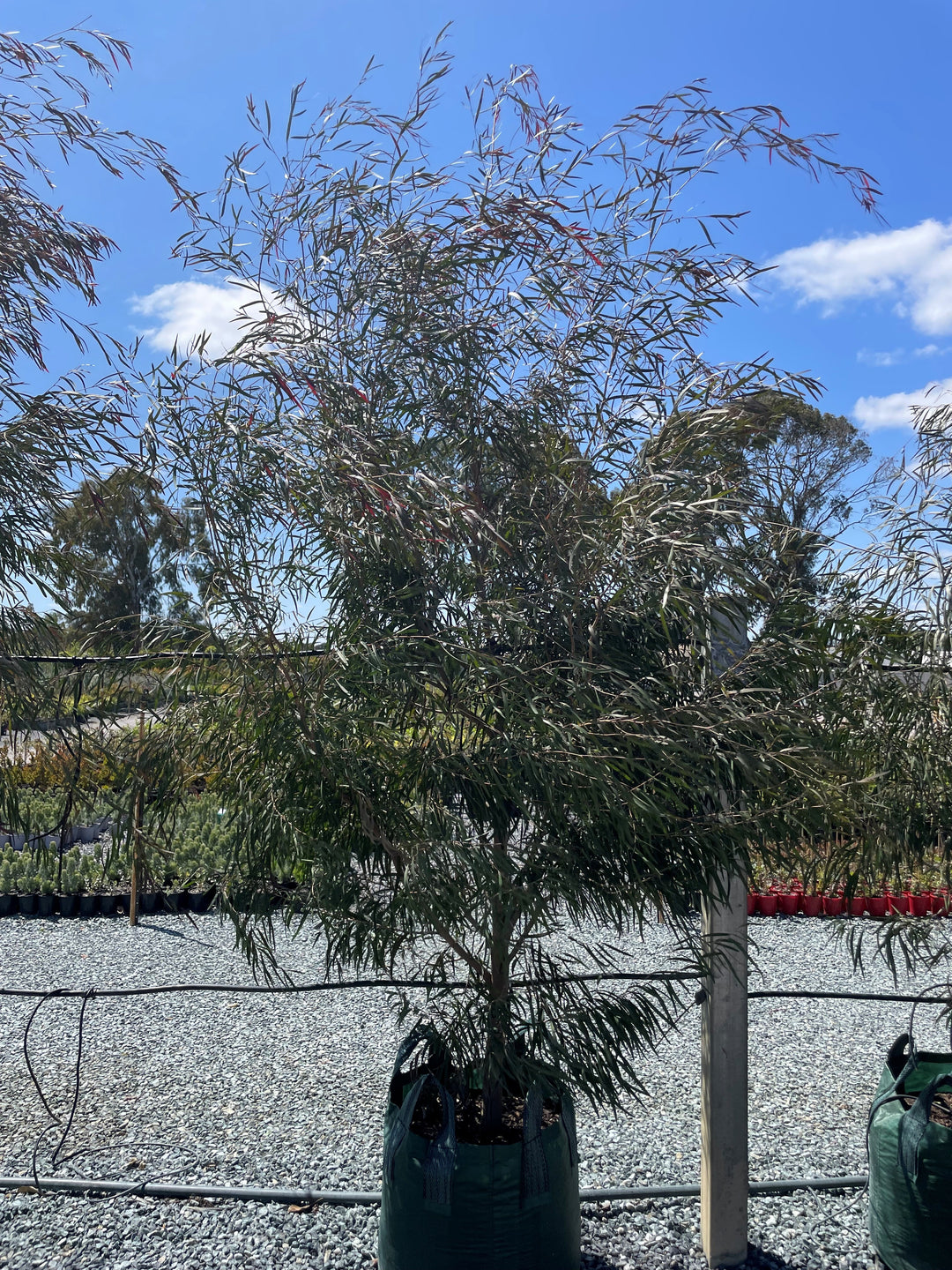 Agonis Flexuosa 'Burgundy'