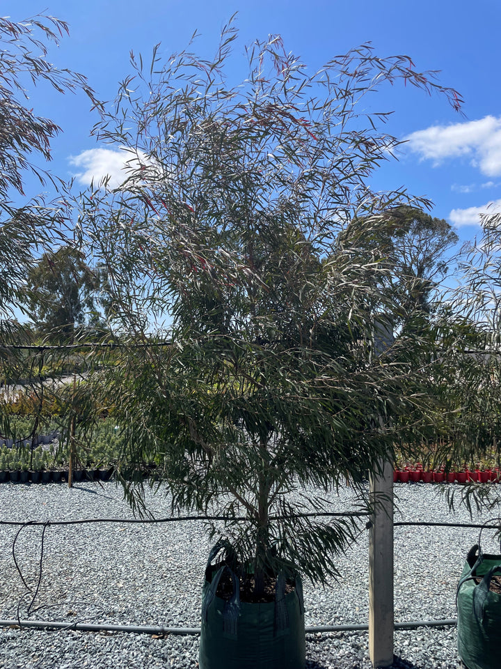 Agonis Flexuosa 'Burgundy'