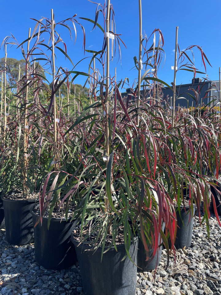 Agonis Flexuosa 'Burgundy'