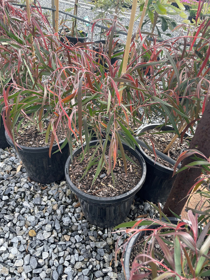 Agonis Flexuosa 'Burgundy'