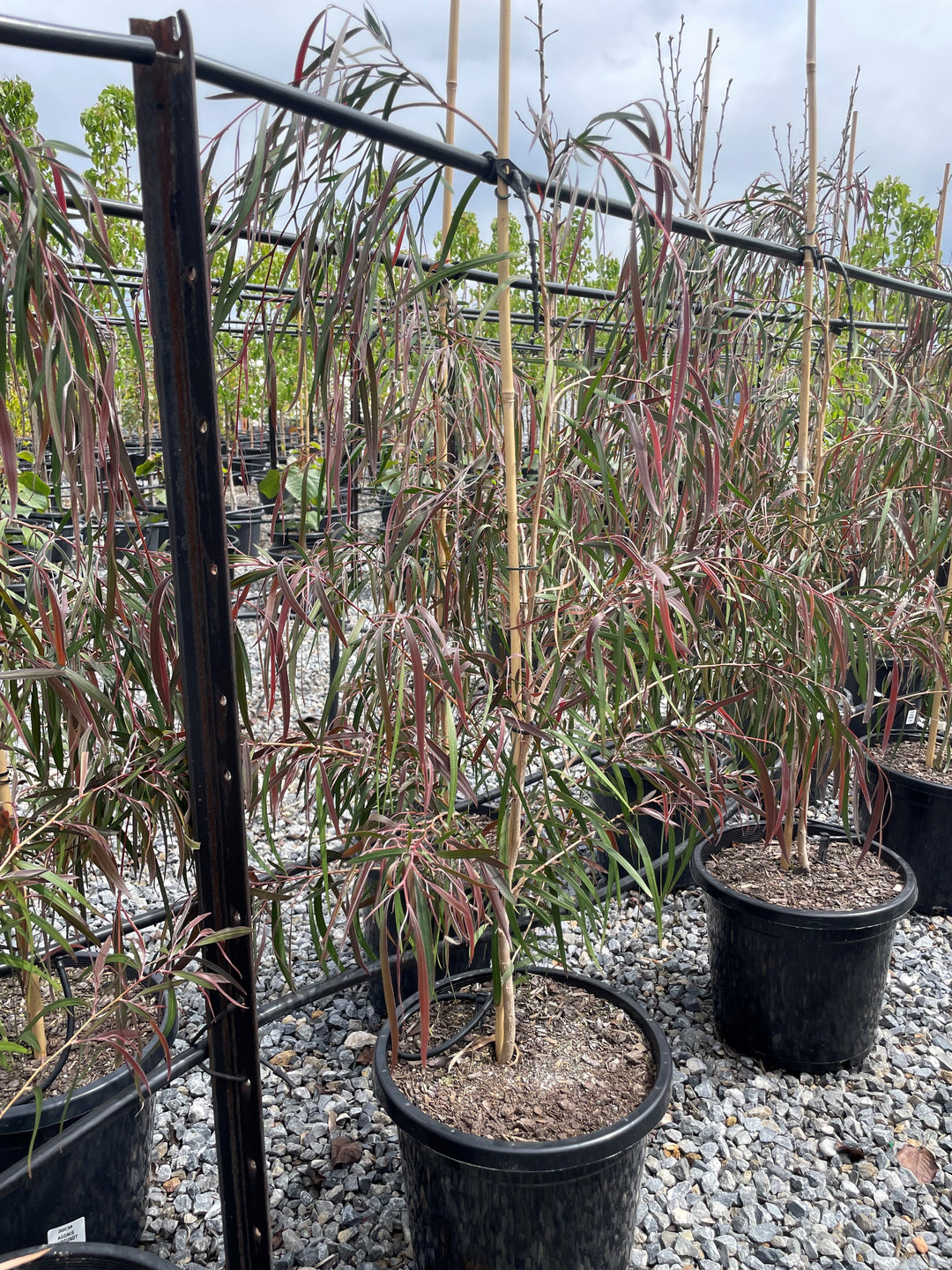 Agonis Flexuosa 'Burgundy'