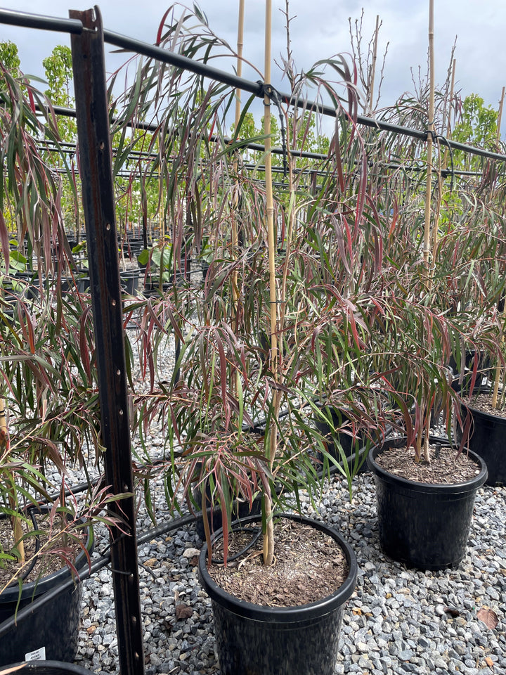 Agonis Flexuosa 'Burgundy'