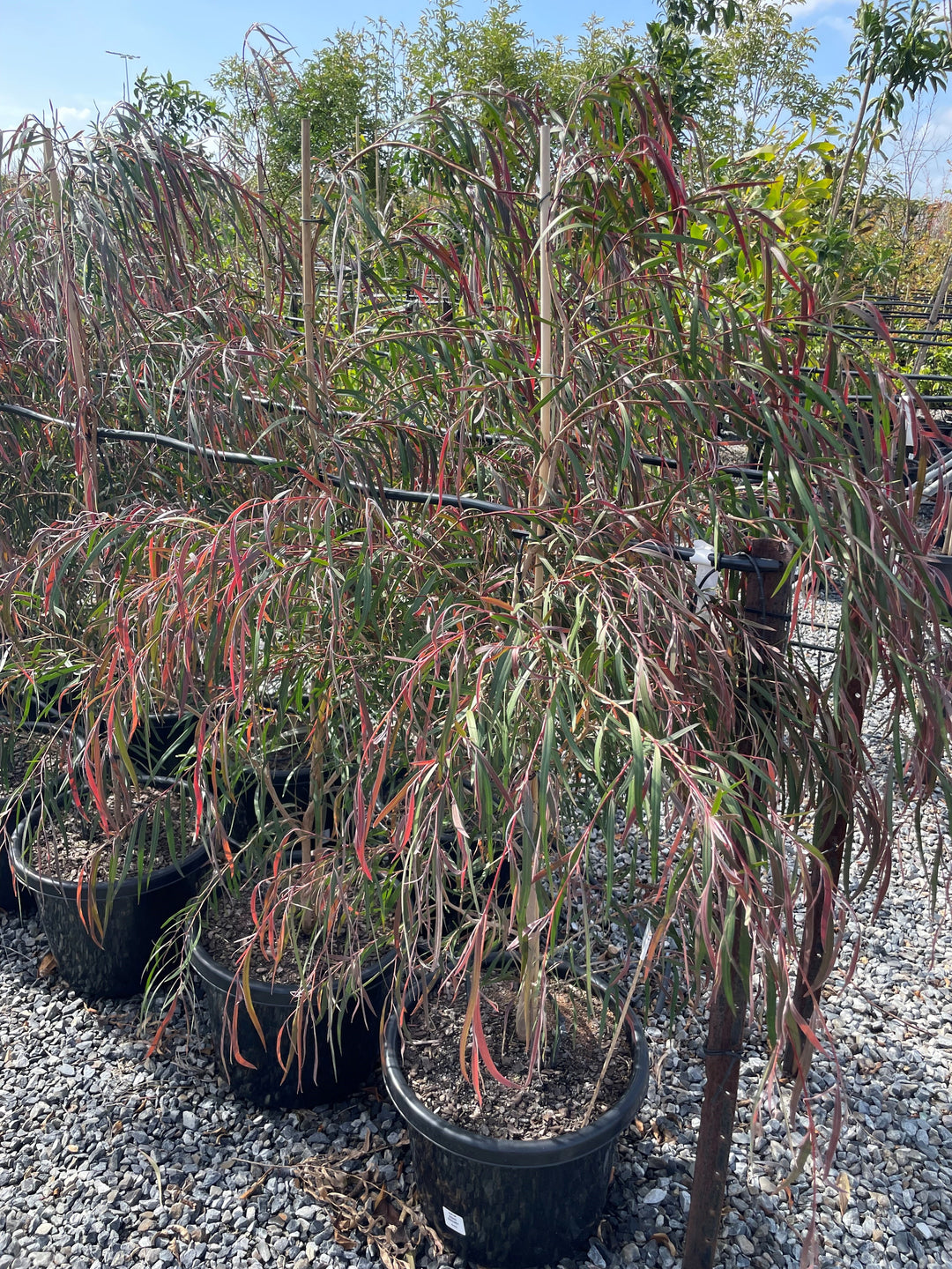 Agonis Flexuosa &