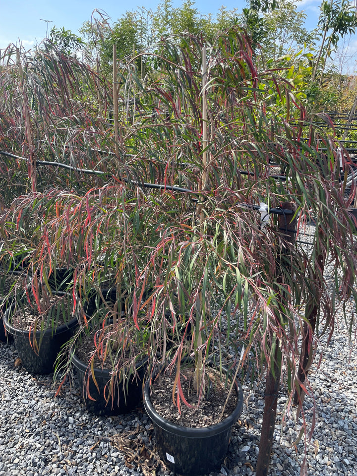 Agonis Flexuosa &