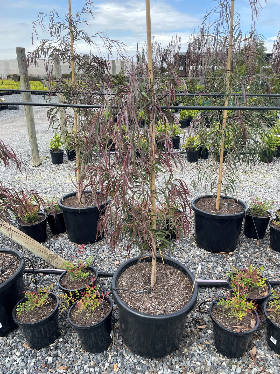 Agonis Flexuosa 'Burgundy'
