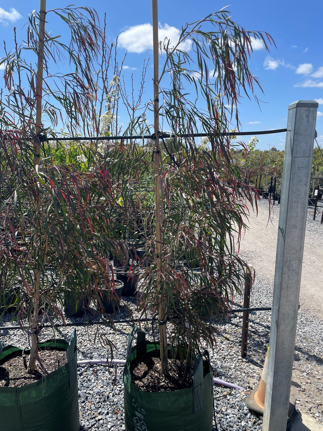 Agonis Flexuosa &