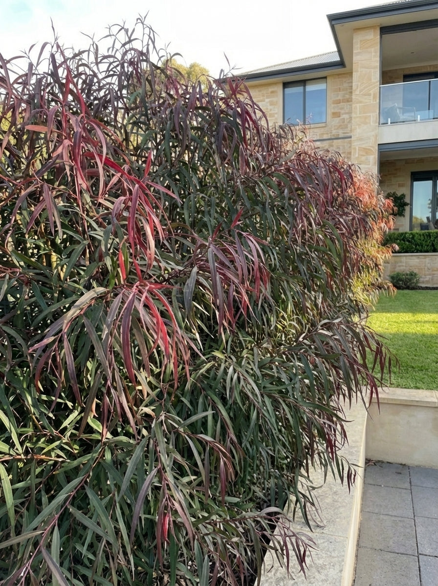 Agonis Flexuosa &