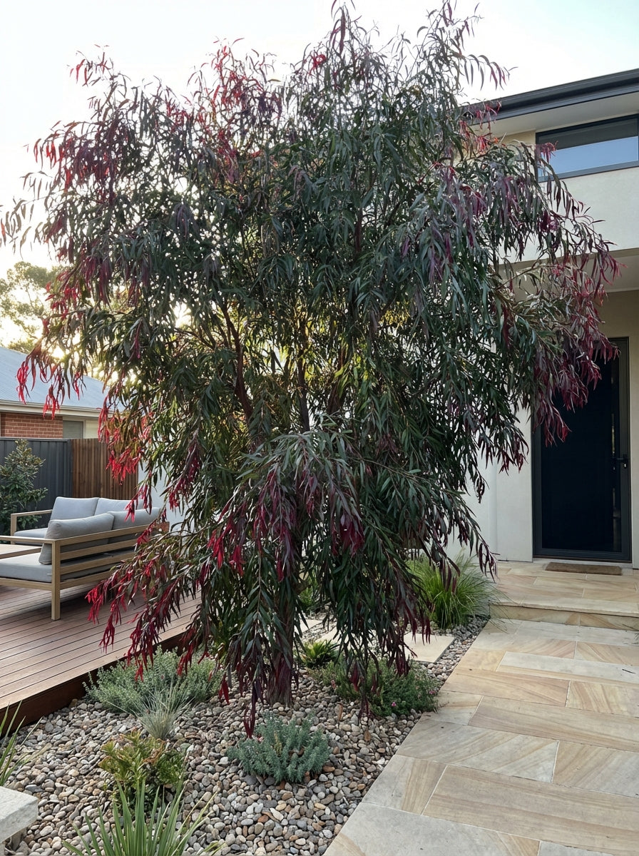 Agonis Flexuosa 'Burgundy' 200mm Pot for sale Adelaide Plant Co