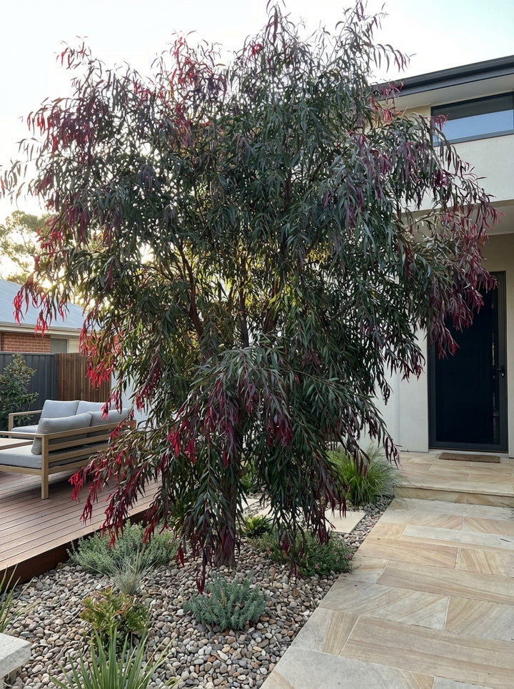 Agonis Flexuosa &