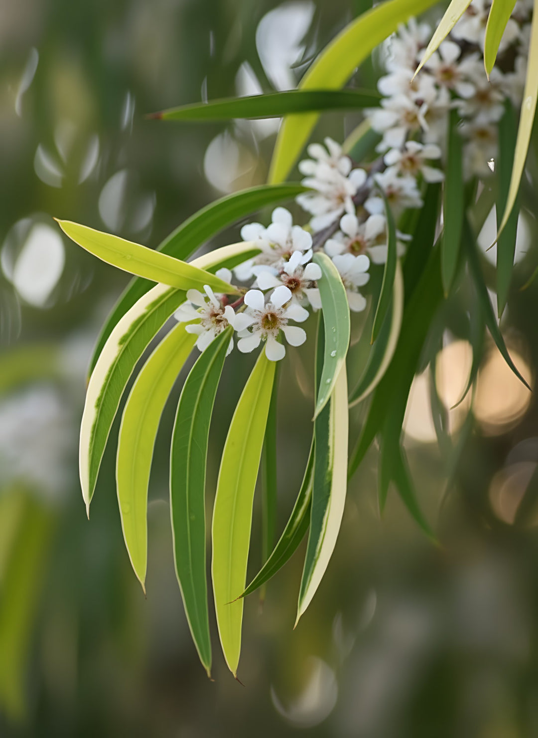 Agonis flexuosa 'Lemon & Lime' 500mm Pot for sale Adelaide Plant Co