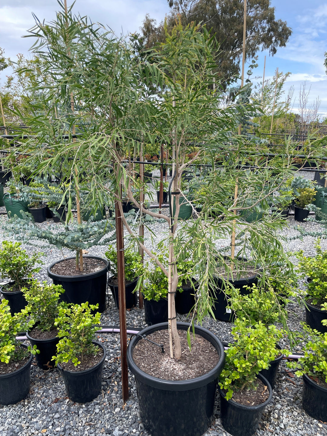 Agonis flexuosa &