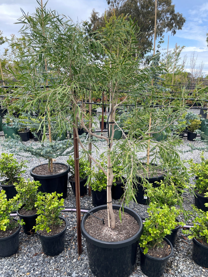 Agonis flexuosa &