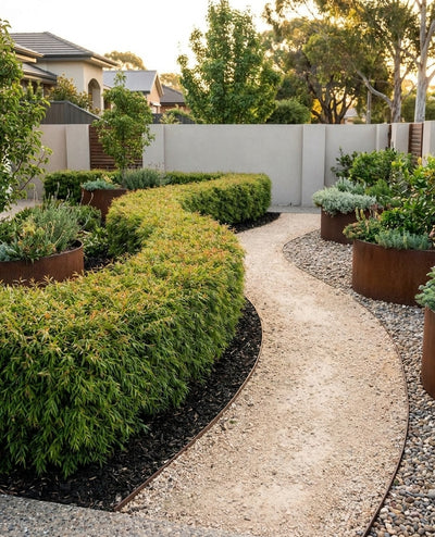 Agonis flexuosa Nana planted as a neat clipped hedge edging a garden bed beside a path in an Adelaide garden.