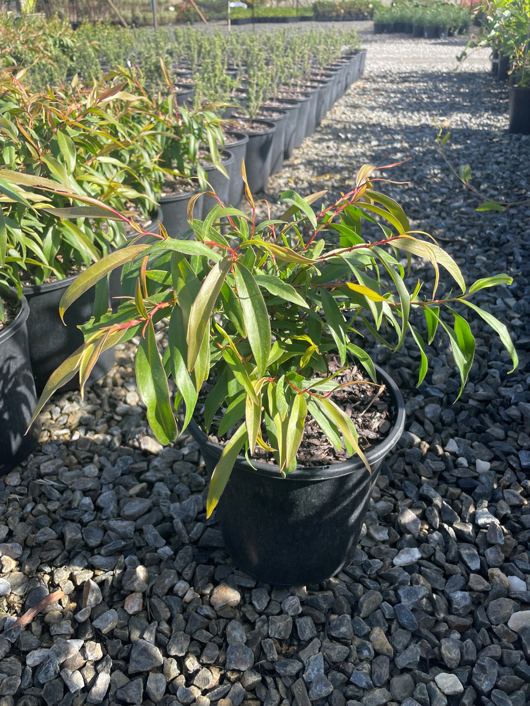 Agonis flexuosa Nana 200mm Pot for sale Adelaide Plant Co