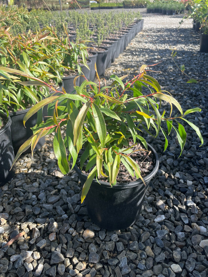 Agonis flexuosa Nana 200mm Pot for sale Adelaide Plant Co