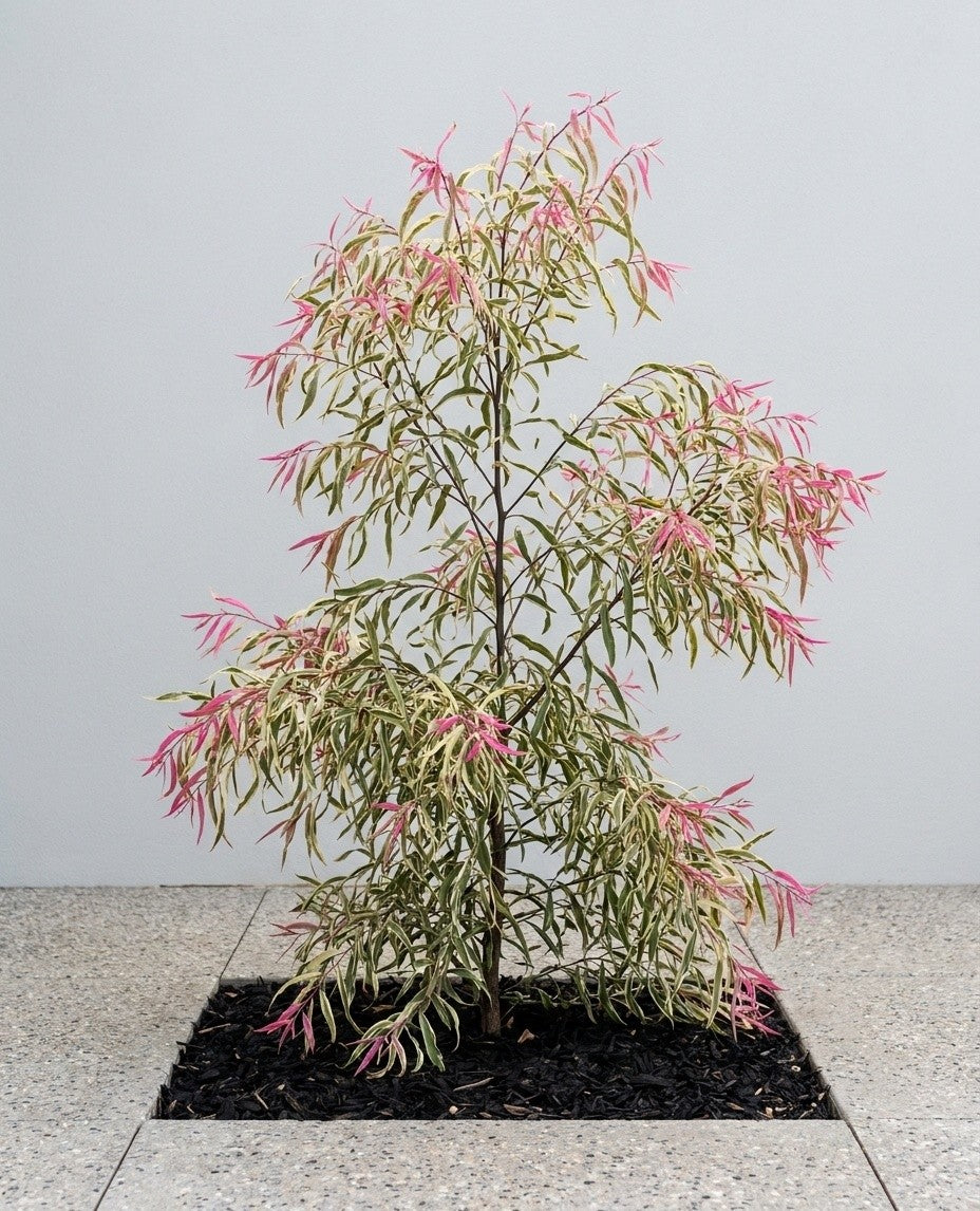 Agonis Flexuosa 'Pink Flamingo' growing in a premium Adelaide garden | Adelaide Plant Co