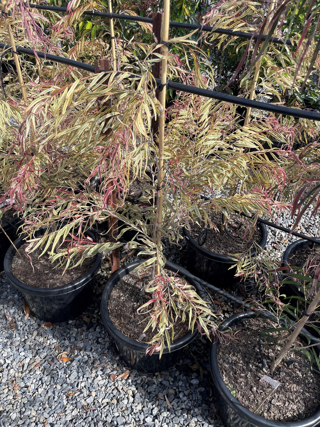 Agonis Flexuosa 'Pink Flamingo' 200mm Pot for sale Adelaide Plant Co