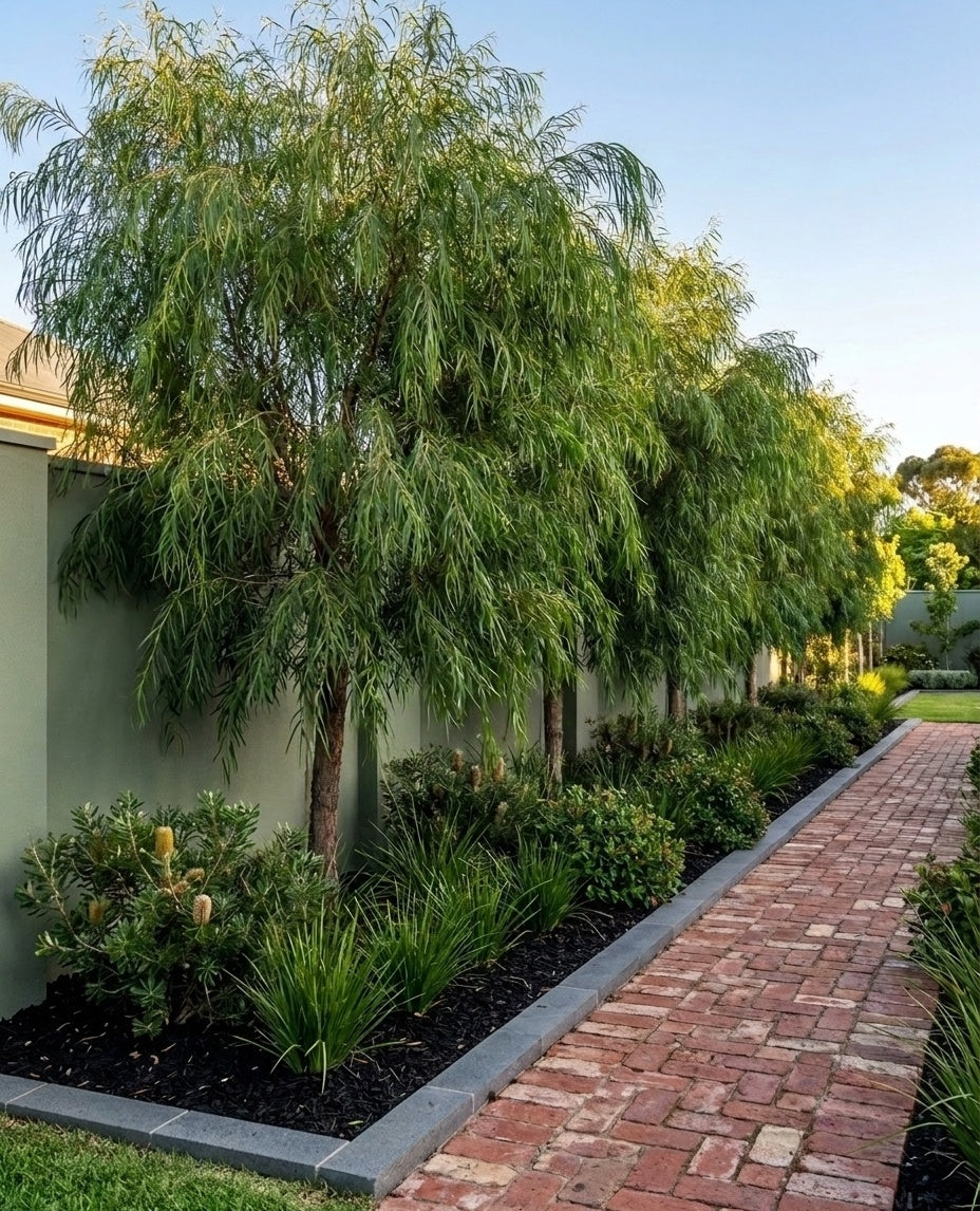 Agonis flexuosa planted as a screening row along a boundary fence, softening the fence line in an Adelaide garden.
