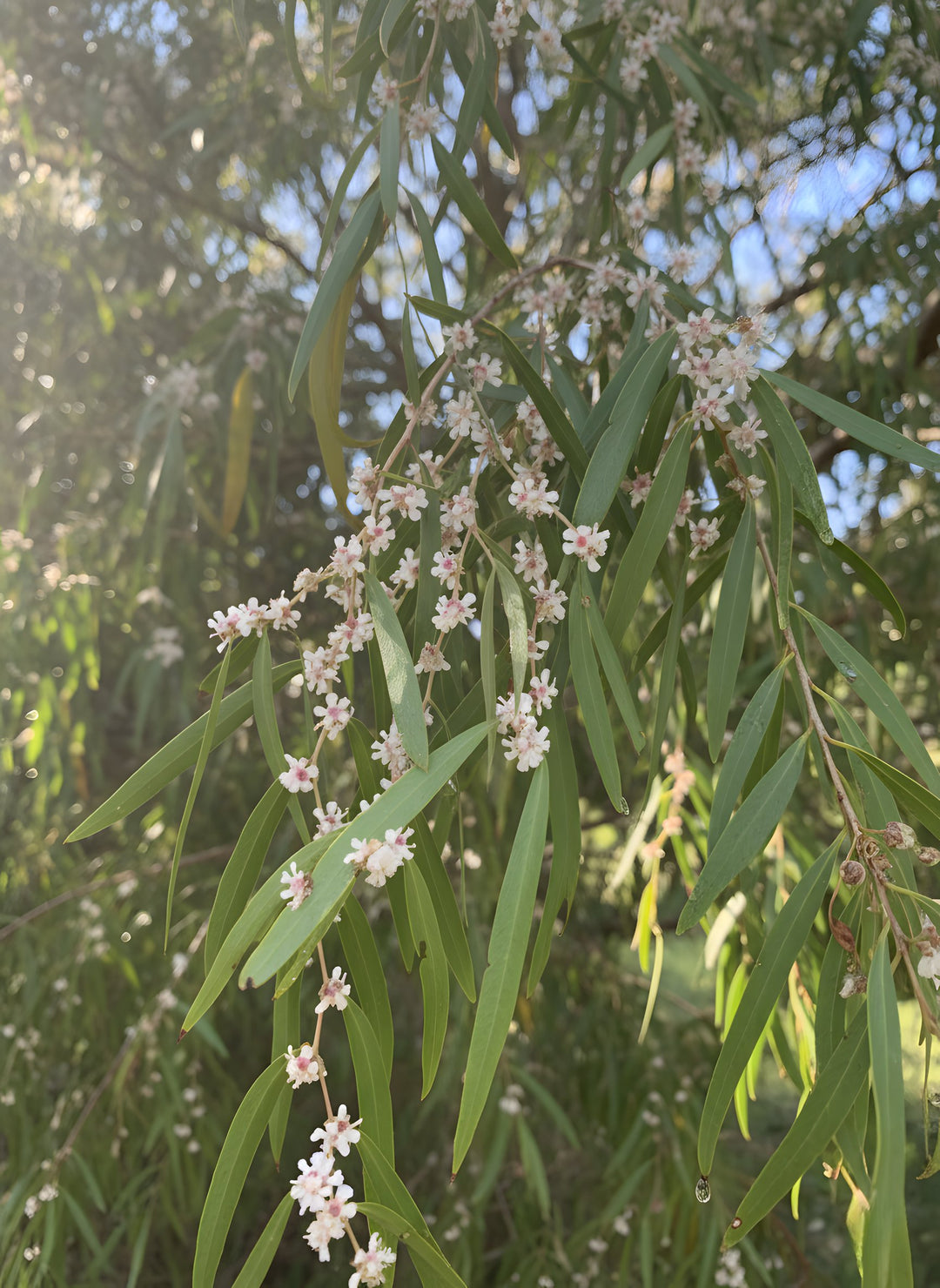 Agonis flexuosa 200mm Pot for sale Adelaide Plant Co