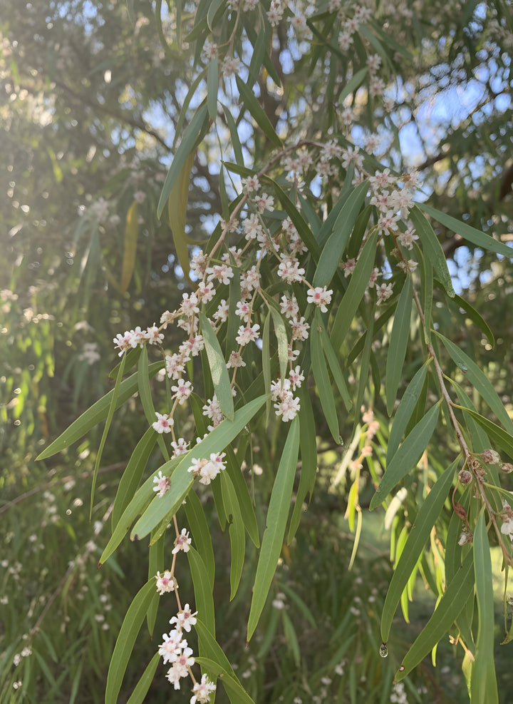 Agonis flexuosa 200mm Pot for sale Adelaide Plant Co
