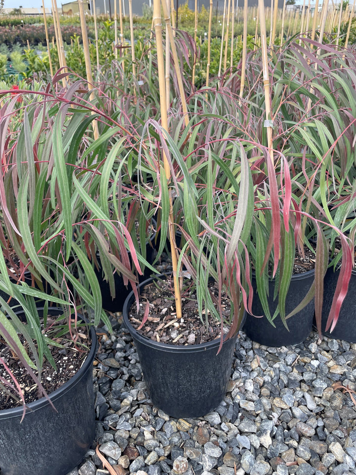 Agonis flexuosa for sale Adelaide Plant Co