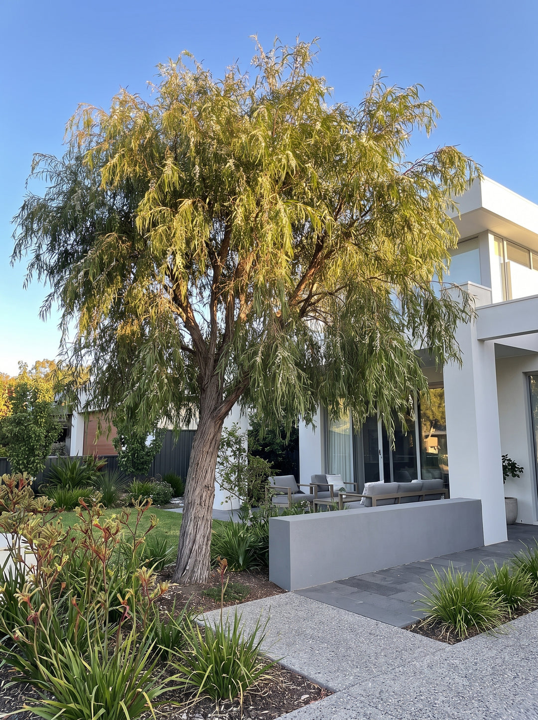 Agonis flexuosa willow myrtle feature tree with weeping foliage in a contemporary Adelaide garden | Adelaide Plant Co