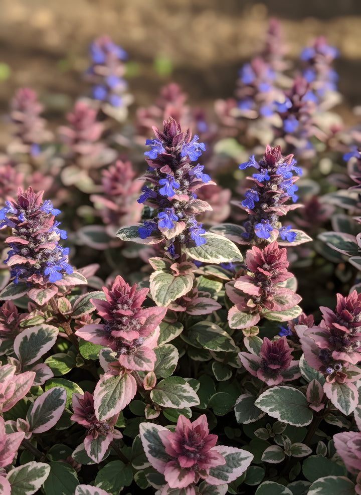 Ajuga Reptans &