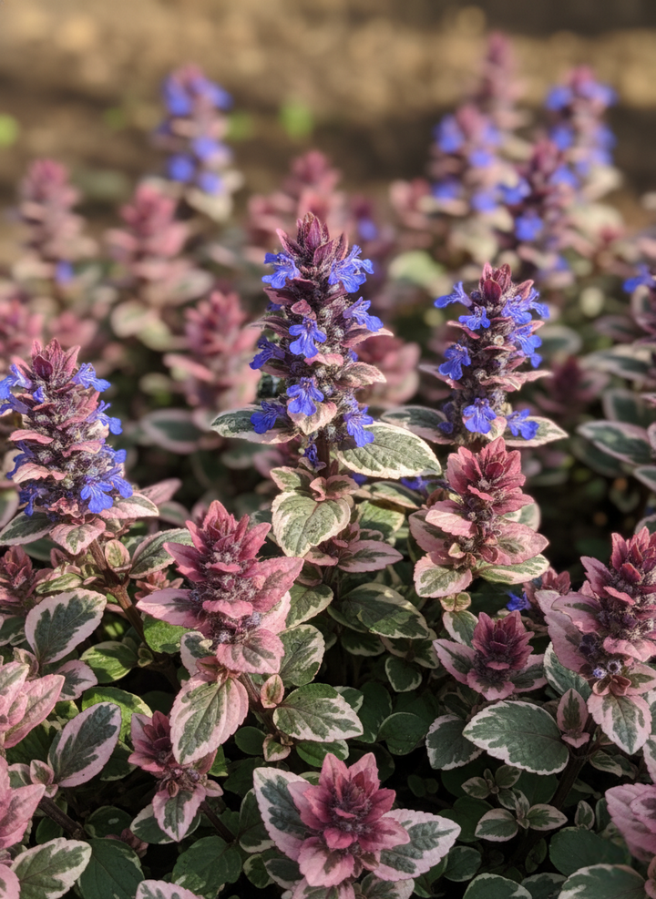 Ajuga Reptans 'Burgundy Glow'
