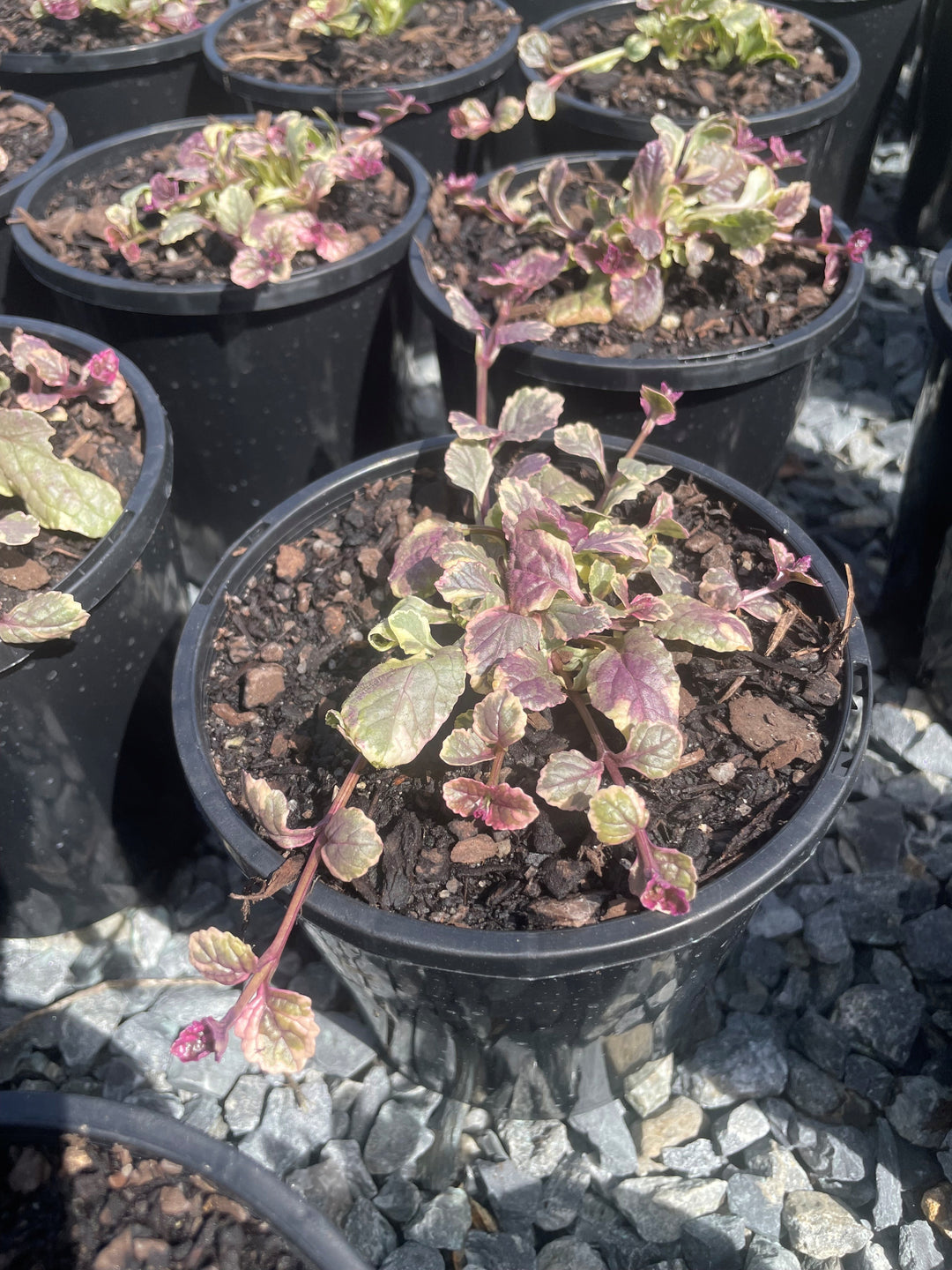Ajuga Reptans 'Burgundy Glow'