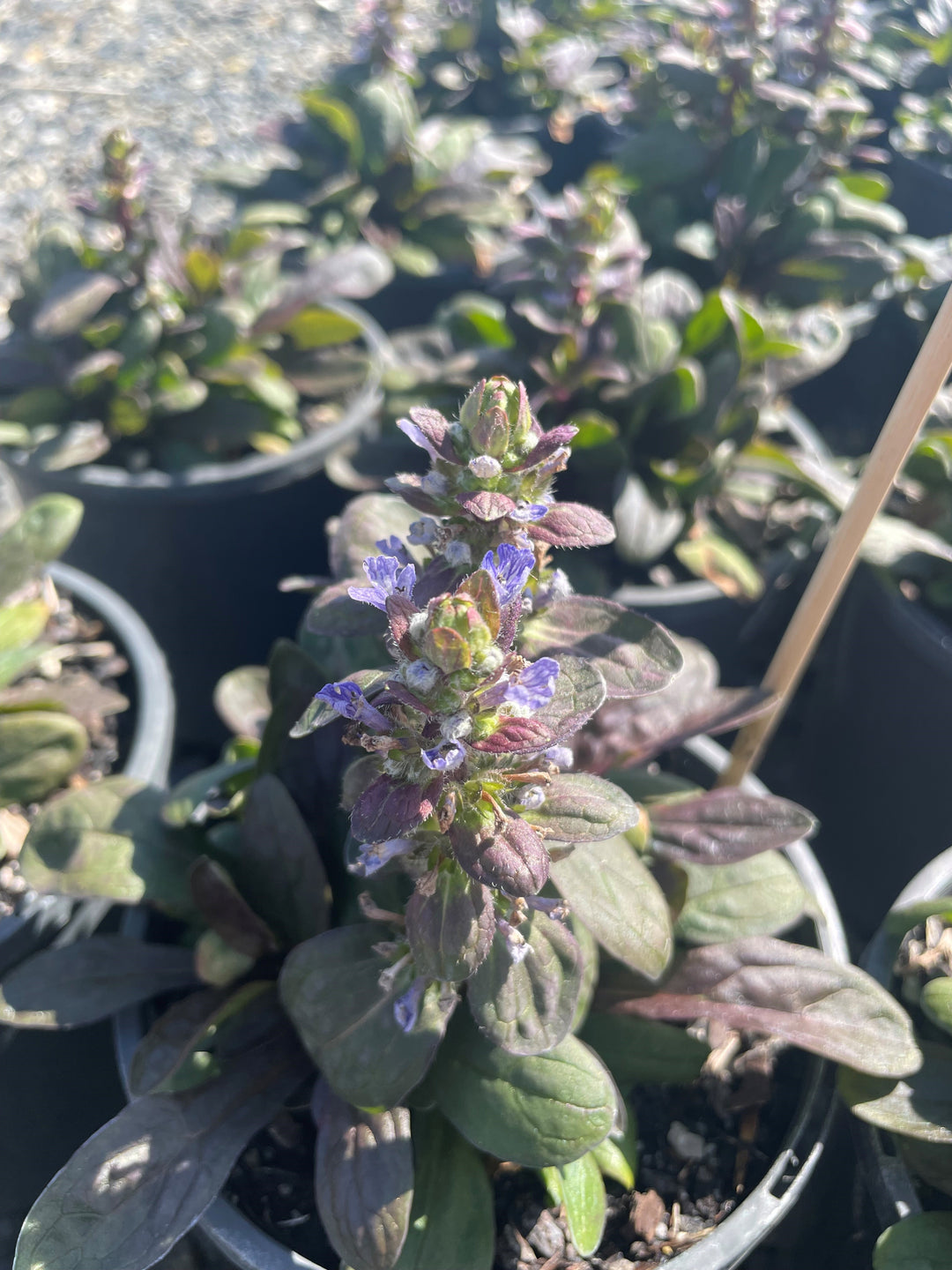 Buy Ajuga reptans 'Tuff n Tidy' Bugleweed
