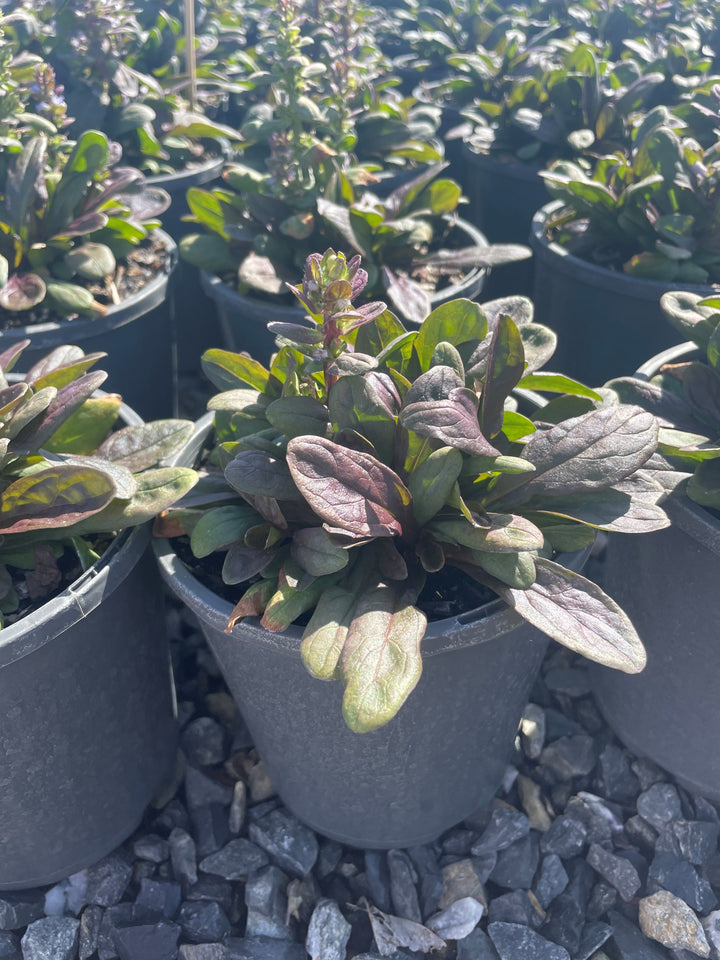 Ajuga reptans &