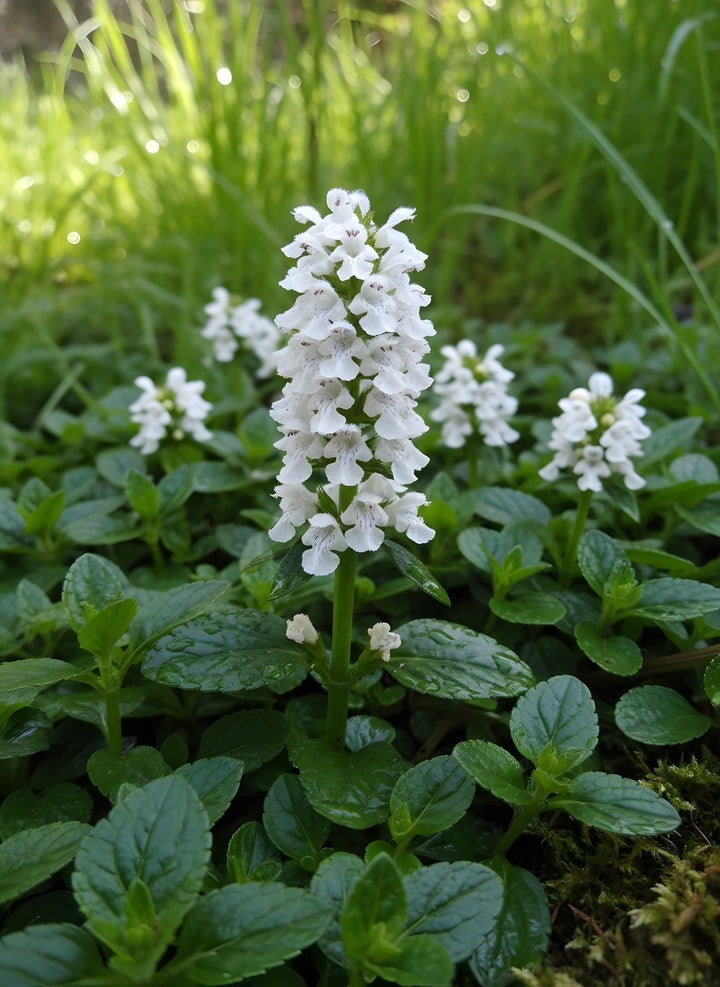 Ajuga reptans &