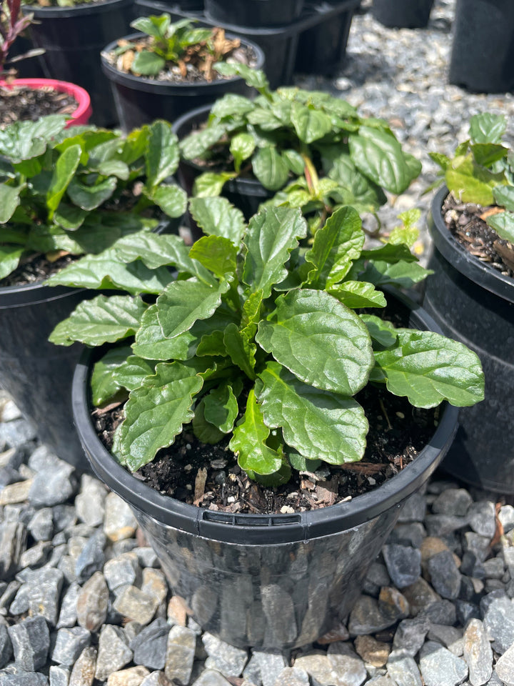 Ajuga reptans &