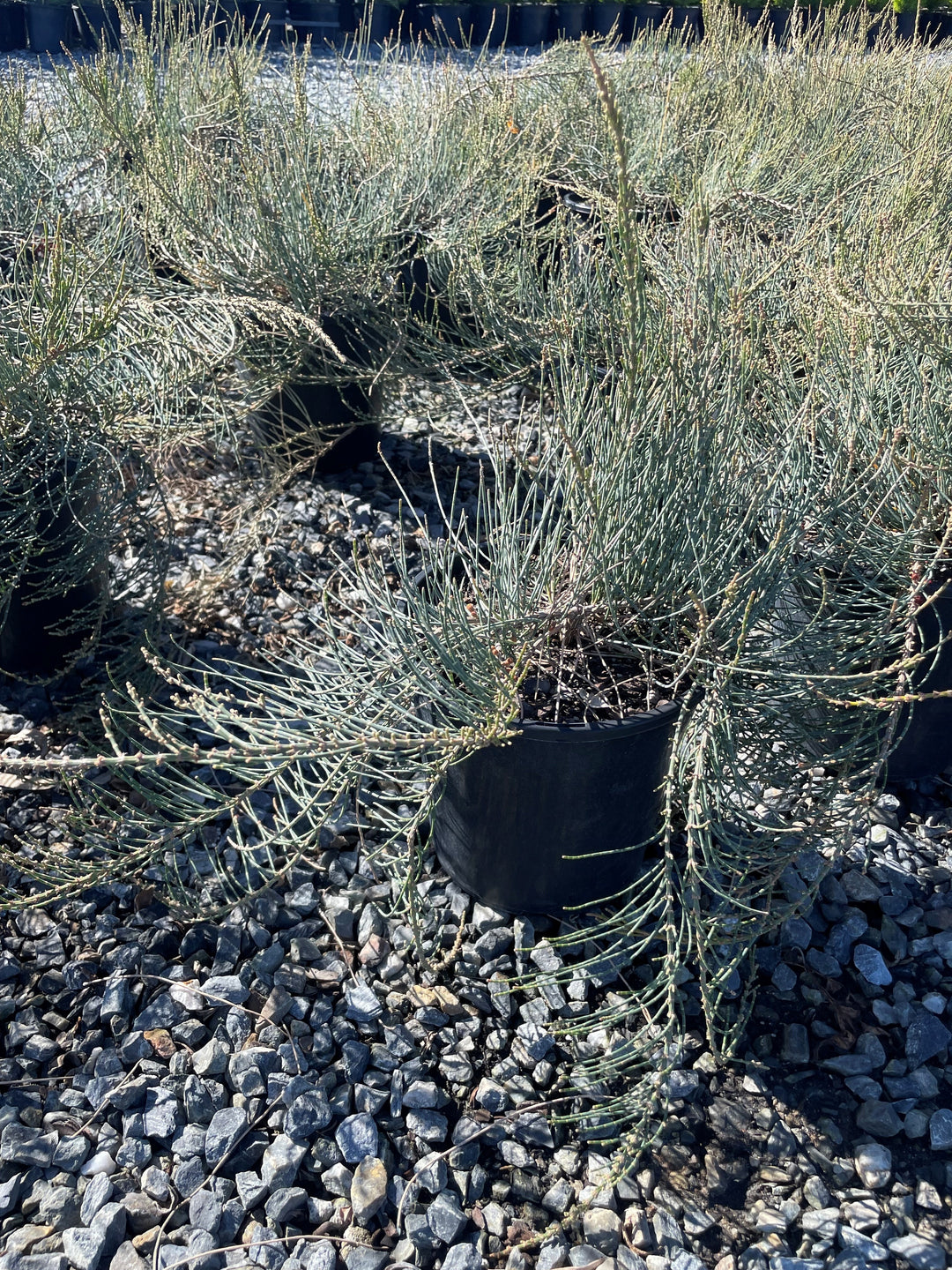 Allocasuarina Monolifera 'Red Fox'