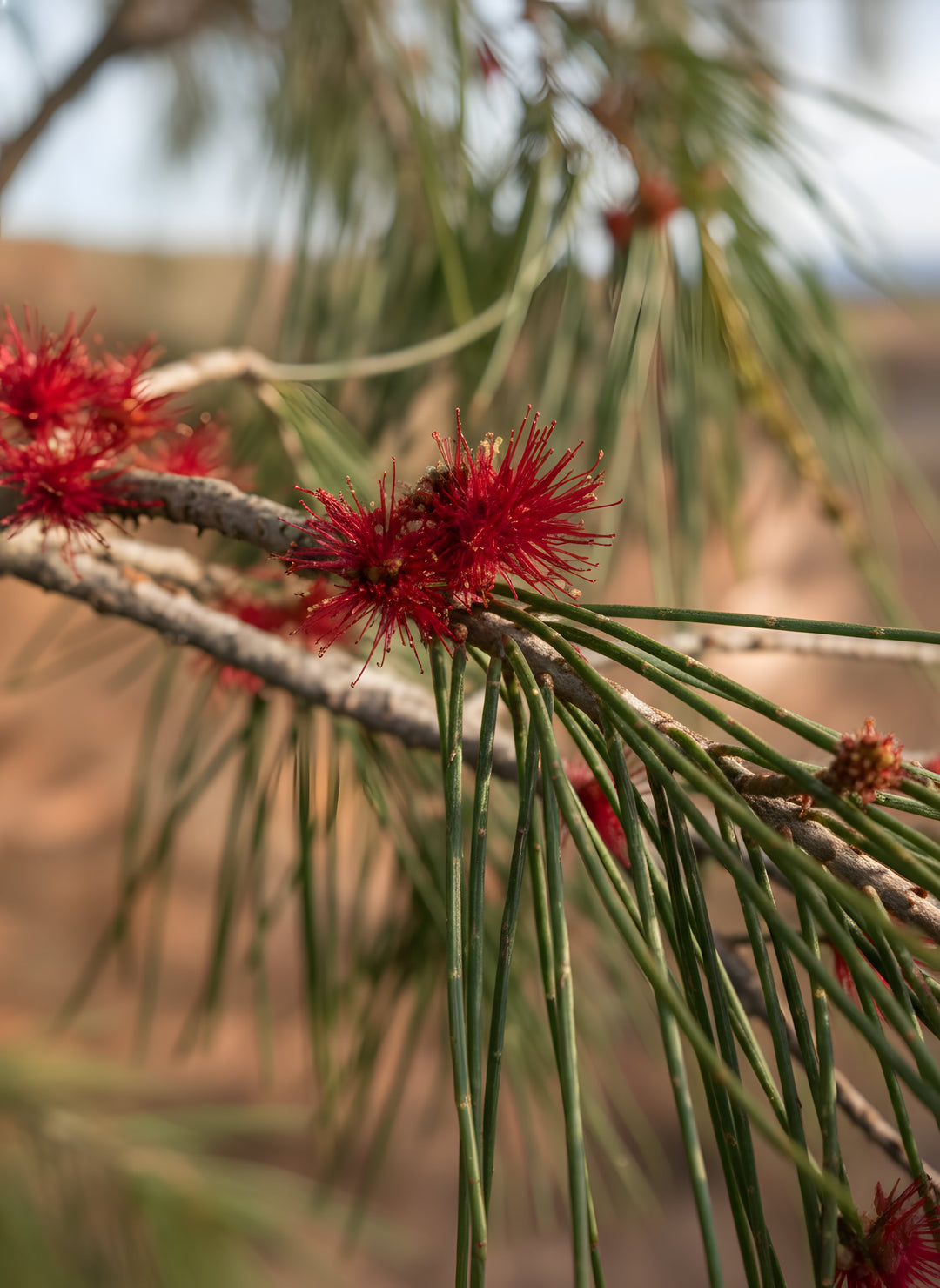 Allocasuarina verticillata 45L Grow Bag for sale Adelaide Plant Co