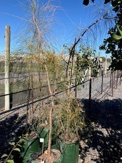 Allocasuarina verticillata for sale Adelaide Plant Co