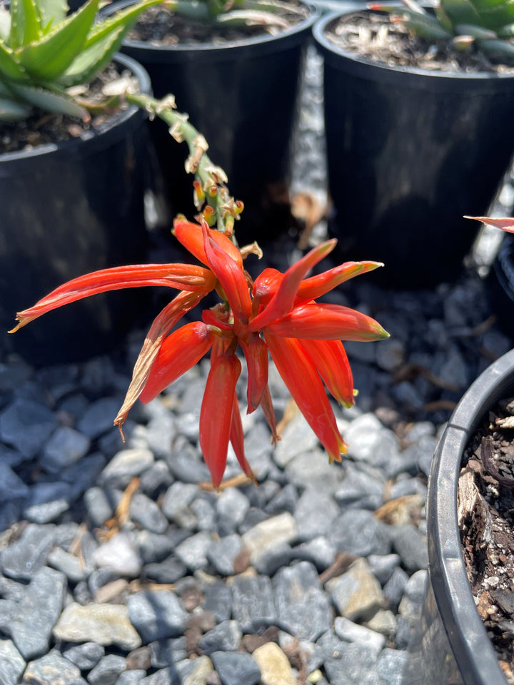 Aloe Hybrid 'Sea Urchin' (Andsea)